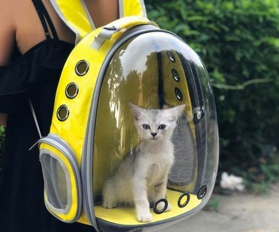 Mochila de gato outlet